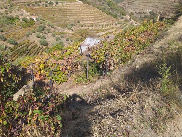 Nua propriedade de Terrenos · Alijó