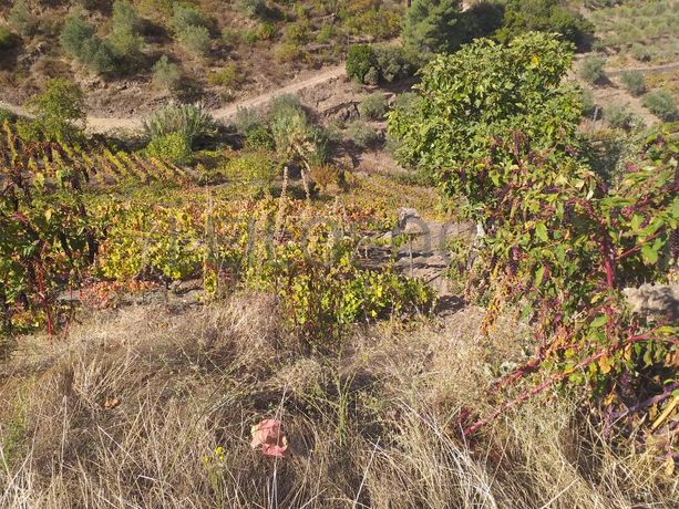 Nua propriedade de Terrenos · Alijó