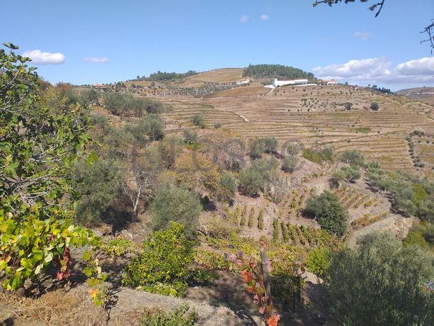 Nua propriedade de Terreno · Alijó