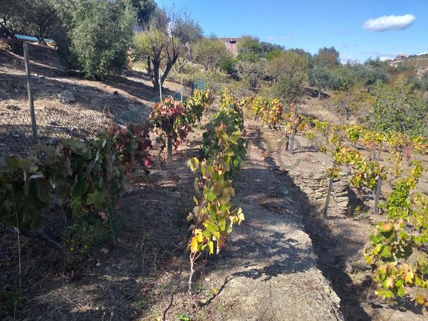 Nua propriedade de Terreno · Alijó
