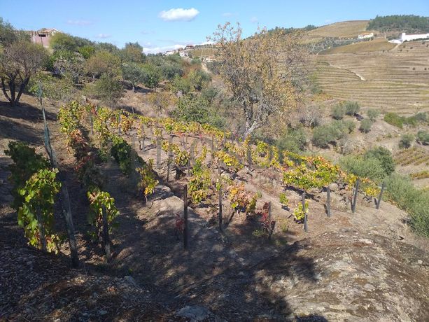 Nua propriedade de Terreno · Alijó