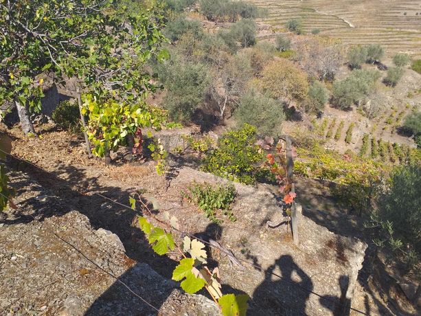Nua propriedade de Terreno · Alijó