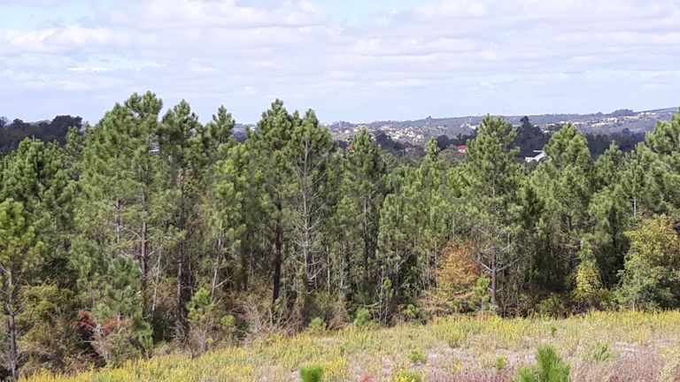 1/5 Terreno · Pombal