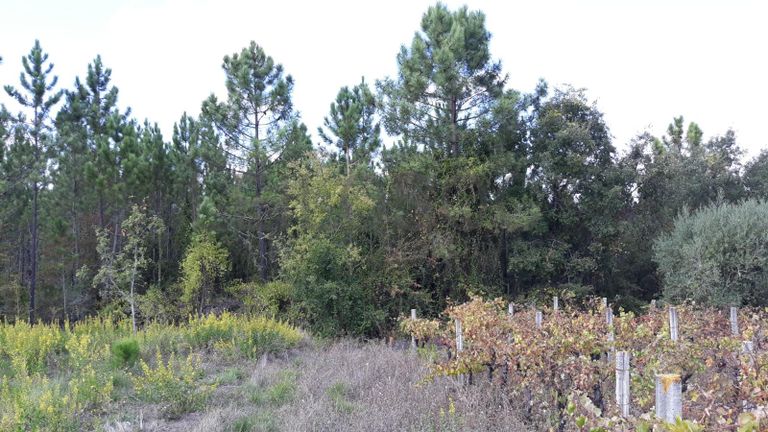 1/5 Terreno · Pombal