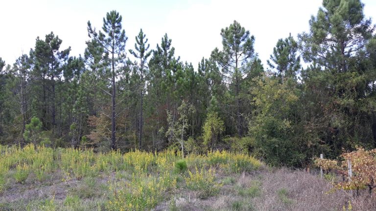 1/5 Terreno · Pombal