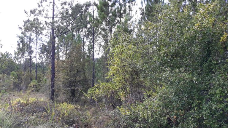 1/5 Terreno · Pombal