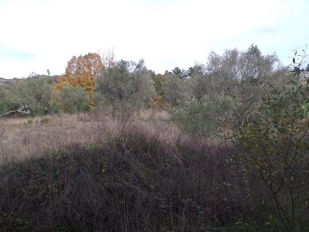 Moradia com Terreno (Benfeitoria) · Sernancelhe, Viseu