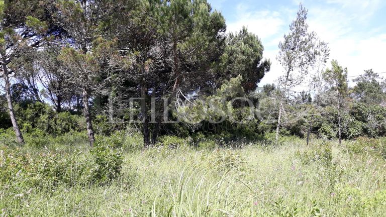 Terreno · Figueira da Foz