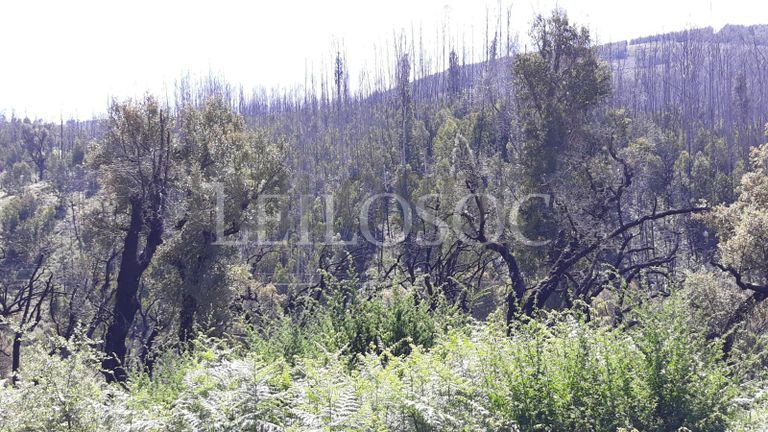 1/3 de Terreno · Figueiró dos Vinhos, Leiria
