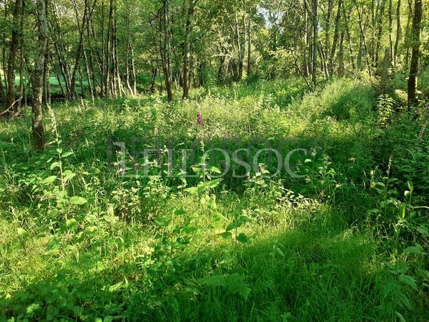 Terrenos · U. F. de Cambra e Carvalhal de Vermilhas, Vouzela