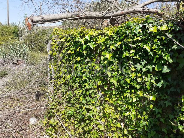 Terreno · Sangalhos