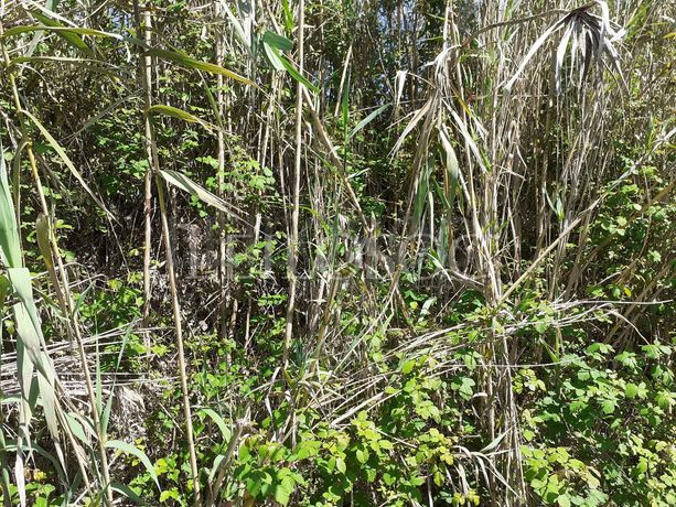 Terreno · Sangalhos