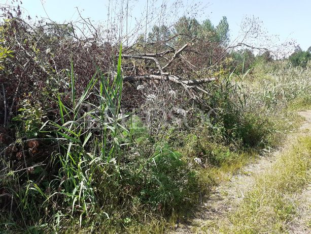 Terreno · Sangalhos