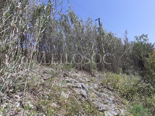 Terreno · Sangalhos