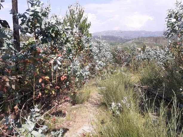 Terrenos · U. F. de Cambra e Carvalhal de Vermilhas, Vouzela