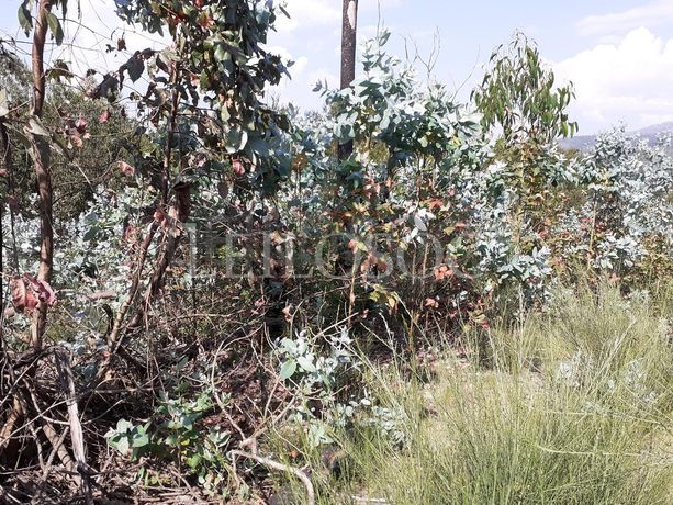 Terrenos · U. F. de Cambra e Carvalhal de Vermilhas, Vouzela