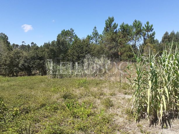 Terreno · Oliveira do Bairro