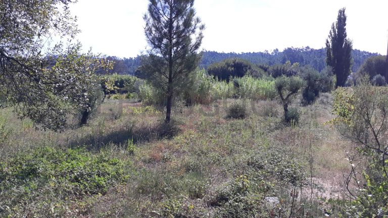 1/3 de Terreno · Ourém