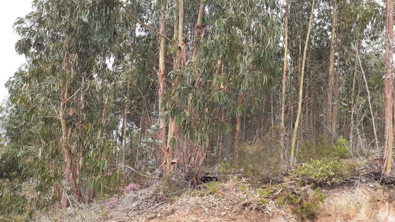 Lote para Construção · Torres Vedras