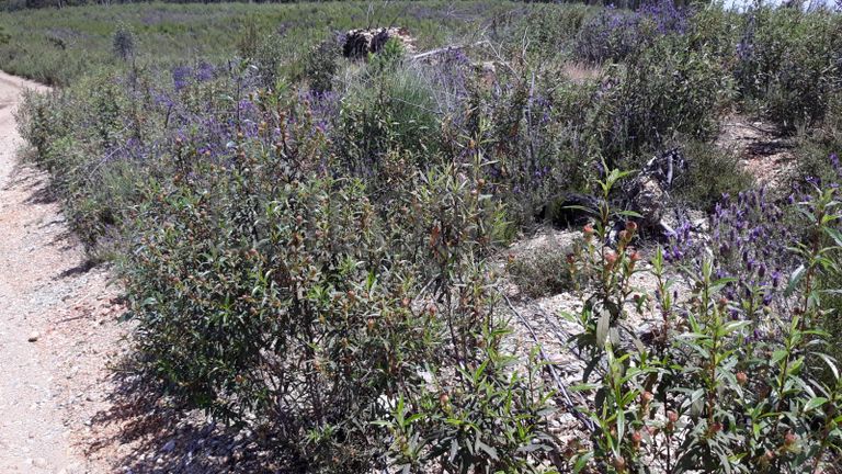 Terreno · Vila Velha de Ródão - Castelo Branco