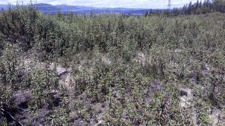 Terreno · Vila Velha de Ródão - Castelo Branco