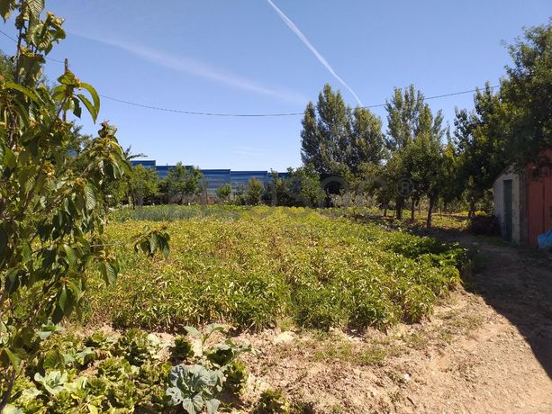 Quinhão Hereditário · Mirandela