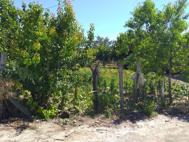 Quinhão Hereditário · Mirandela