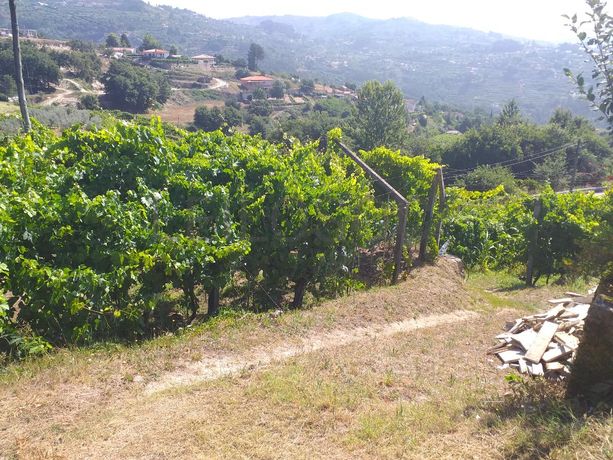 1/2 Usufruto de Terrenos · Marco de Canaveses