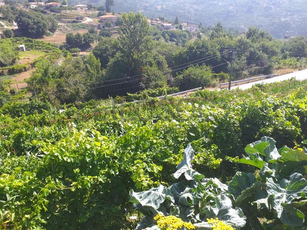 1/2 Usufruto de Terrenos · Marco de Canaveses