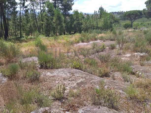 Proporção de 1/5 de 10 Terrenos · Carregal do Sal