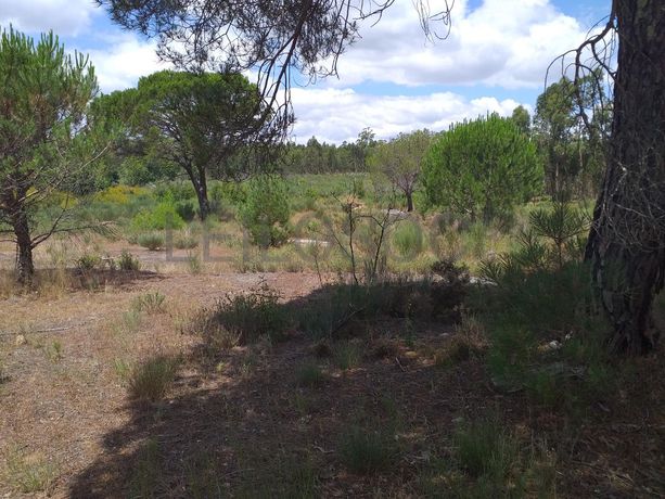 Proporção de 1/5 de 10 Terrenos · Carregal do Sal