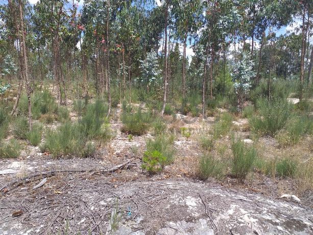 Proporção de 1/5 de 10 Terrenos · Carregal do Sal