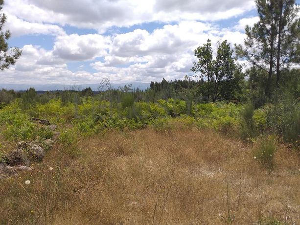 Proporção de 1/5 de 10 Terrenos · Carregal do Sal