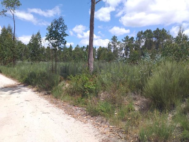 Proporção de 1/5 de 10 Terrenos · Carregal do Sal