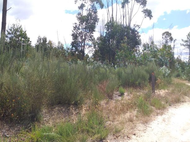 Proporção de 1/5 de 10 Terrenos · Carregal do Sal