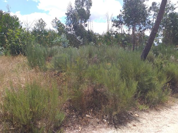 Proporção de 1/5 de 10 Terrenos · Carregal do Sal