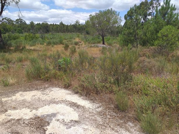 Proporção de 1/5 de 10 Terrenos · Carregal do Sal