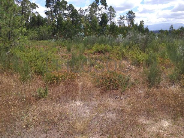 Proporção de 1/5 de 10 Terrenos · Carregal do Sal