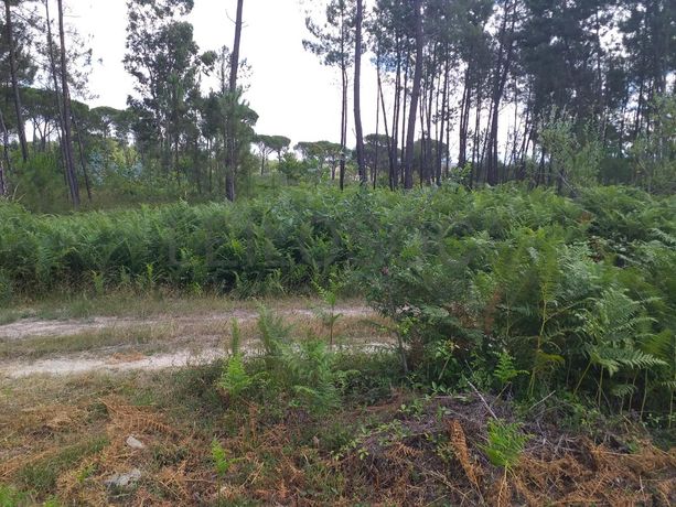 Proporção de 1/5 de 10 Terrenos · Carregal do Sal