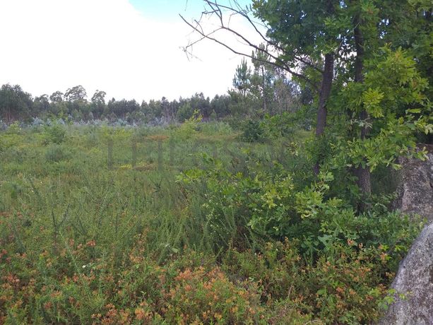 Proporção de 1/5 de 10 Terrenos · Carregal do Sal