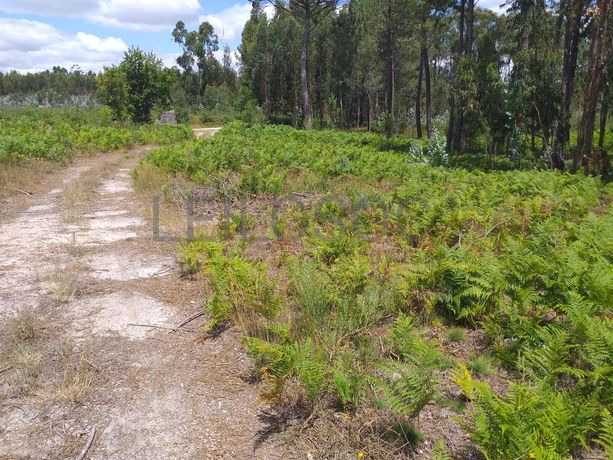 Proporção de 1/5 de 10 Terrenos · Carregal do Sal