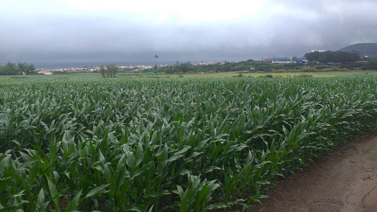 Quinhão Hereditário · Ribeira Grande, Açores
