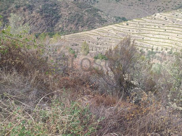 Terreno com 4,49 ha · Tabuaço