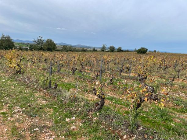 Quinhão Hereditário · Figueira de Castelo Rodrigo, Guarda