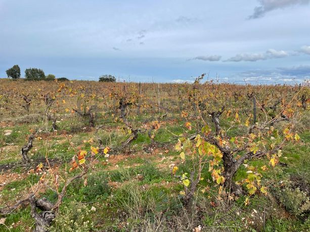 Quinhão Hereditário · Figueira de Castelo Rodrigo, Guarda
