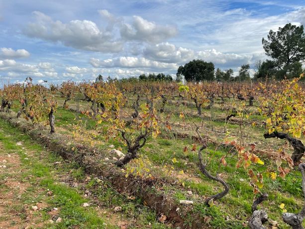 Quinhão Hereditário · Figueira de Castelo Rodrigo, Guarda