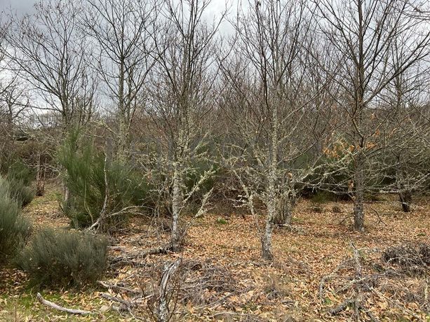 Terreno · Bragança