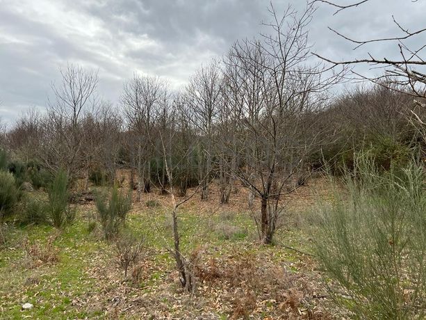 Terreno · Bragança