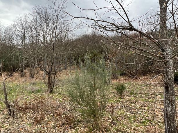 Terreno · Bragança