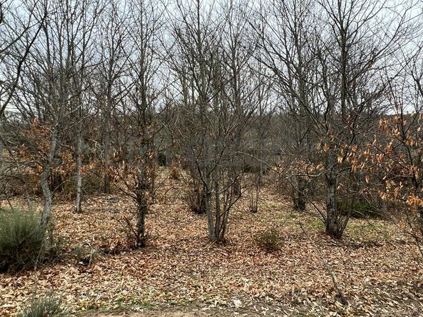 Terreno · Bragança